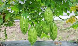 Bất ngờ với hai loại rau 'thần dược' giúp người Nhật sống thọ, dễ tìm ở chợ Việt, giá 5.000 đồng là mua được