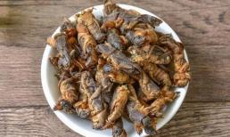Loài vật có biệt danh 'chó đất', là đặc sản gần 1 triệu đồng/kg, ở quê có đầy mà ít ai hay biết