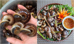 'Lộc trời' xuất hiện vào đêm mưa, dân rọi đèn bắt về nườm nượp, được săn lùng với giá 120.000 đồng/kg