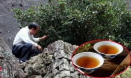 Sát Việt Nam, có một đặc sản 'đắt hơn vàng ròng' giá 37 tỷ đồng/kg, mỗi năm chỉ thu được 6 lạng