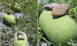 Vì sao người nông dân trồng dưa hấu lại đặt hòn đá lên trên thân quả dưa? Quả chín không bị dập, đây là hành động rất khôn ngoan