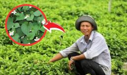 Một thứ rau thơm ngát, tốt um ngoài đồng biến nông dân Vĩnh Long thành đại gia: Thương lái gom đến đâu, dân mang tiền mua vàng đến đó
