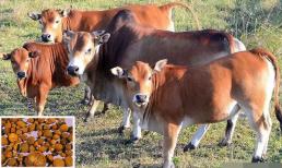 Một thứ trong con bò, trước đây nó được dùng làm rác ở nông thôn, nhưng bây giờ nó được bán với giá đắt hơn vàng