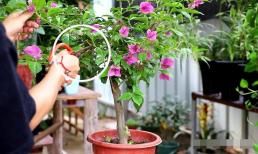 Cắt tỉa hoa giấy sau khi ra hoa vào tháng 6. Học 'ba cách cắt' này, các chồi mới sẽ dày và khỏe, hoa sẽ to và rực rỡ! 