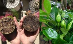 Sử dụng loại 'đất vạn năng' để trồng hoa, chúng sẽ phát triển nhanh mà không bị thối rễ, và lá sẽ to và xanh!