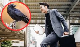 Thường xuyên 'nhảy việc', mãi không thành công, hãy chiêm nghiệm lại 'Định luật con Quạ'