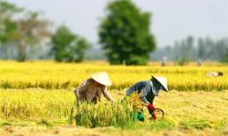 Tin vui, chỉ 10 ngày nữa hộ nghèo sẽ được miễn thuế đất nông nghiệp
