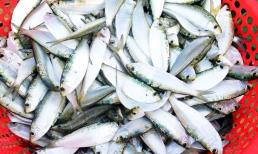 1 loại cá được Mỹ ví như ‘kho báu dinh dưỡng’, tốt hơn cả sâm nhung: Ở Việt Nam bán đầy chợ, giá rẻ như cho