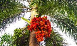 Loại quả ở quê trồng làm cảnh: Xưa rụng đầy gốc không ai ăn, nay thành món đặc sản lạ có giá đắt đỏ