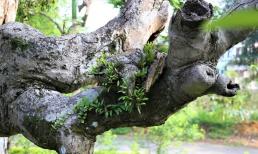 “Báu vật” cụ cây 2.100 năm tuổi sừng sững trước cổng đền thiêng ở Việt Nam: Vì sao loại cây này lại sống lâu đến vậy?