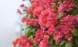 Hoa giấy không nở? 2 'phương pháp thúc đẩy ra hoa' để ép nụ hoa khắp đầu và nở liên tục!