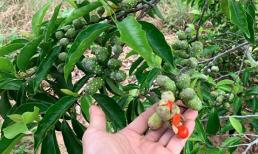 Việt Nam có 1 loại cây gia vị được ví như 'vàng ròng', thời đỉnh cao giá 600.000 đồng/kg hạt