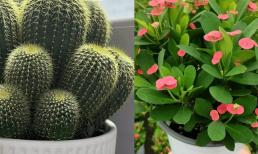 Người già nhắc nhở: 'Không tặng ba loại hoa cây cảnh, kẻo từ bạn thành thù'! Loại hoa nào không nên mang tặng?
