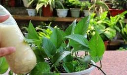 Cây trầu bà xanh bắt đầu ra chồi mới, nhớ tưới 3 loại nước thường xuyên để cây phát triển xum xuê