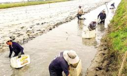 Nghỉ trồng lúa, nông dân tỉnh này đem ruộng đi nuôi xen canh 2 loài vật, chỉ 3 tháng đã lãi bộn tiền