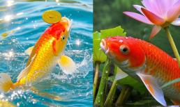 Trắc nghiệm tâm lý: Chọn một chú cá koi theo sở thích của bạn để kiểm tra xem Chúa đã sắp đặt cho bạn loại kịch bản cuộc sống nào?