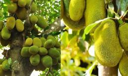 Chặt 4 loại cây này trong vườn nhà là 'phá của trời cho', ai còn giữ được thì lộc lá đầy nhà!