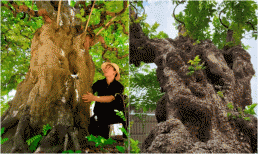 Cây ăn quả ở quê thành bonsai độc lạ, mang biểu tượng tài lộc, được săn lùng với giá khủng, có cây 3,8 tỷ chủ nhân chưa đồng ý bán