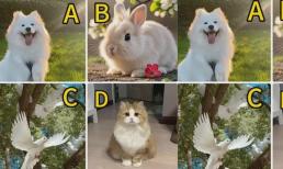Trắc nghiệm tâm lý: Chọn một con vật yêu thích, hãy thử xem bạn sẽ được hưởng phước lành của ai trong cuộc sống này?