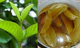 Uống nước lá ổi mỗi ngày liệu có chữa khỏi bệnh tiểu đường? Bác sĩ bệnh viện Bạch Mai cảnh báo
