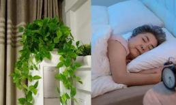Khi bật điều hòa vào mùa hè, hãy nhớ đặt 3 thứ này trong phòng. Thật không may, nhiều người không biết điều này để hưởng lợi! 