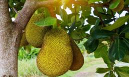 Tổ tiên dặn không trồng cây mít trước nhà, không thắp hương quả mít, người kinh doanh càng nên chú ý?