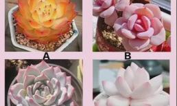 Trắc nghiệm tâm lý: Bạn thích loại cây mọng nước nào nhất? Kiểm tra xem những điều tốt đẹp nào sẽ đến với bạn trước năm mới?