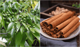 Loại cây từ gốc đến ngọn đều 'hái ra tiền', thu về hàng trăm triệu USD mỗi năm, giúp Việt Nam thống lĩnh thị trường thế giới, được Indonesia trợ lực