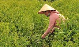 Người nông dân TP.HCM trồng thứ rau chỉ cần cắm xuống đất là mọc tua tủa, trồng 4 sào thu 200 triệu đồng/năm