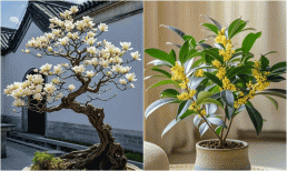 5 loại cây người nghèo chê nhưng người giàu lại thích rước về, chẳng trách càng trồng càng giàu