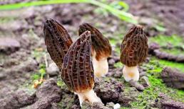 Loại rau dại đắt nhất Việt Nam giá 10 triệu đồng/kg, giàu kali gấp 8 lần chuối, ngon ngọt hơn thịt gà, mùa hè ăn nhiều cực bổ dưỡng