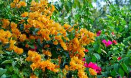 Đừng chần chừ sau khi hoa giấy nở! Hãy cắt tỉa mạnh và chuyển sang chậu lớn hơn để củng cố bộ rễ, giúp hoa nở nhiều hơn vào năm sau