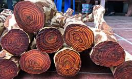 Việt Nam sở hữu 1 loại gỗ được mệnh danh là 'vàng lộ thiên', cây 20 năm tuổi trở lên có giá hàng chục tỷ đồng