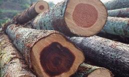 1 loại gỗ đắt hơn cả vàng ở Việt Nam, chỉ còn 8 cây ngoài tự nhiên, nó có công dụng gì mà đắt đỏ thế?