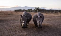 Loài vật quý hiếm bậc nhất hành tinh, hiện chỉ có 2 cá thể duy nhất còn sống trên thế giới