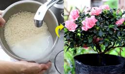 Dùng nước vo gạo để tưới hoa, cần để bao nhiêu ngày là tốt nhất? Nắm vững thời gian lên men để tăng gấp đôi hiệu quả của phân bón