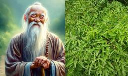 Tổ tiên khuyên: Liệu có nên trồng cây đinh lăng trước nhà?