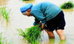 Người xưa nói: 'Người có phúc lông hai chân, người vô phúc hai chân lông', câu này có ý nghĩa gì?