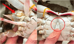 Mua cua ghẹ đừng chỉ chọn con to! Bỏ túi 4 mẹo chọn cua ghẹ chuẩn, đảm bảo béo chắc, nhiều thịt, con nào chuẩn con đó