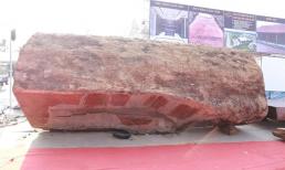 Cận cảnh khúc gỗ siêu quý hiếm có giá 10 tỷ đồng tại Việt Nam: Mệnh danh là 'vàng của núi rừng', niên đại 5.000 năm