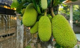 Người xưa dặn: 'Mít không nên trồng trước nhà, đặc biệt người buôn bán càng phải tránh xa', vì sao?