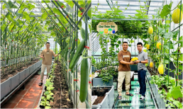 Ông bố Hà Nội biến sân thượng thành vườn rau sạch, tặng nông sản cho người ủng hộ thiện nguyện