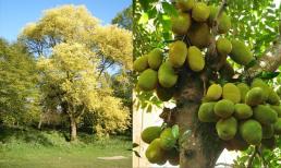 4 loại cây cứ trồng là 'hốt lộc' vào nhà, chặt đi là mất hết, tiền tài tiêu tán