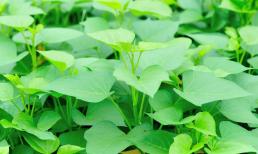 Lá khoai lang rất có ích! Bác sĩ nói: Ăn lá khoai lang thường xuyên có thể cải thiện 4 loại bệnh, đặc biệt có thể ức chế sự phát triển của tế bào ung thư