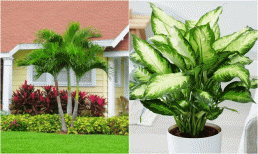 Trồng 4 loại cây này, con cháu hưởng phúc, cả nhà được bình an, ấm no, cuối đời không phải lo nghĩ tiền bạc