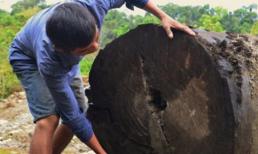 Người đàn ông Gia Lai bán khúc gỗ quý giá 600 triệu vừa đào được, tiếc 'đứt ruột' vì giá trị thực của 'báu vật' lên tới gần 6 tỷ đồng