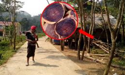 Trồng loại gỗ quý giá hàng 100 tỷ đồng, bị đổ gãy người dân cũng nhất quyết không bán