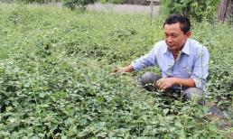 Đem loại cây mọc dại về trồng trên đất khô cằn, người nông dân nhẹ nhàng thu 200 - 300 triệu đồng/năm