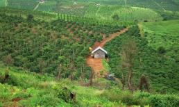 Đất nông nghiệp từ nay được phép kết hợp nhiều mục đích mà không cần chuyển đổi