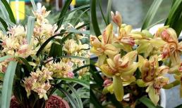 Loài hoa lan có hình dáng kỳ dị, mùi thơm hơn cả nước hoa, hãy giữ một chậu ở nhà, sẽ rất trang nhã và thơm mát
